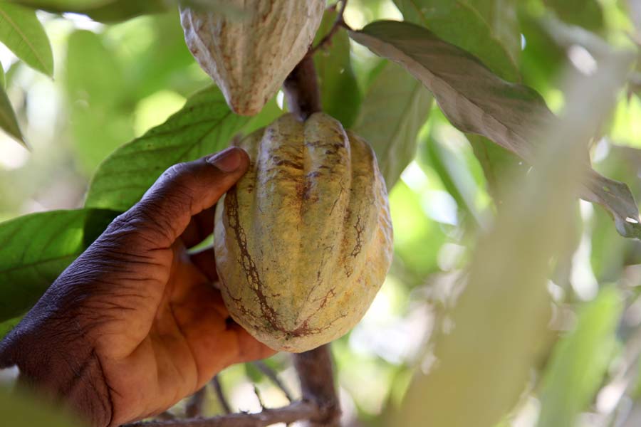 A hand picking cocoa